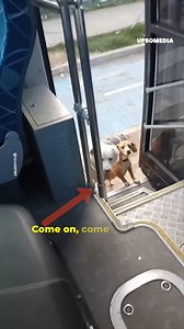 The bus driver went viral for transporting 2 little dogs who were waiting for public transport in the city of Temuco, Chile. | The Kiwi