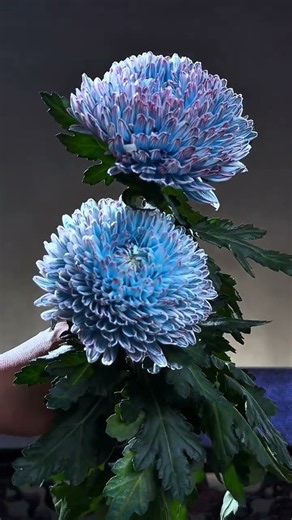 Why Chrysanthemums Are the Top Choice for Fall Flower Arrangements