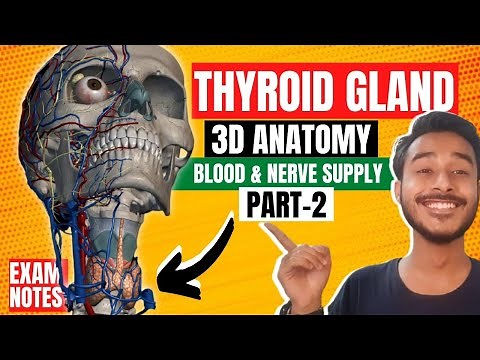 blood supply of thyroid gland anatomy | nerve supply of thyroid gland | thyroid gland relations