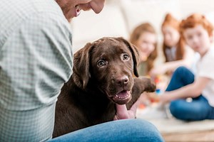 ▷20 nejlepších psů k dětem: rodinný pes | Hobbio.cz