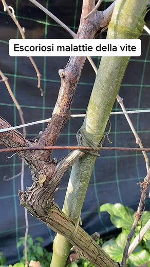Essential Grapevine Pruning Techniques for Healthy Vines
