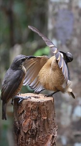 Rifle Bird’s Rough Rehearsal” Rainforest rehearsal, one eager young rifle bird busting out his very best dance routine. Wings stretched, chest puffed, shakin’ it like he’s headlining Canopy Idol. The audience? Just one lone bird — gender unknown — and let’s just say the reaction was less than glowing. More blank stare than standing ovation. Sorry mate, get used to it. Takes more than a few flashy moves to win over the crowd. Right now you’re all feathers, no flavour. Keep practisin’, ‘cause whoe