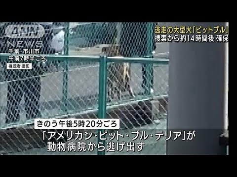 逃走の大型犬「ピットブル」捕獲 捜索から約14時間(2022年4月7日)