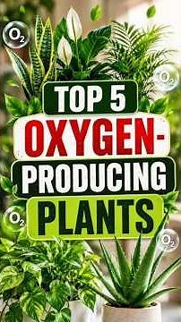 5 Plants That Give You More Oxygen (NASA-Approved) 🌱