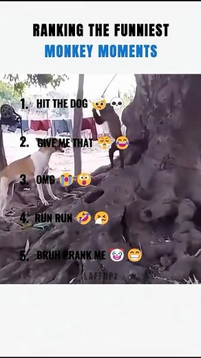 Top 5 Funniest Monkey Moments | Try Not to Laugh 😂🐒