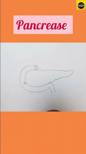 How to draw "Pancreas" diagram in easy way for beginners || ‪@TheDrawingAcumen‬