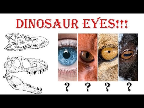 DINOSAUR EYES - What did they look like?