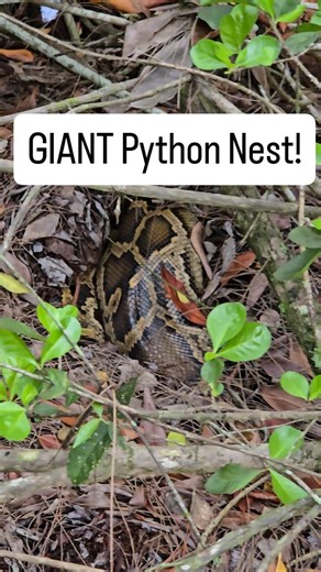 Kev Pav on Instagram: "@crittercatchermeg @reptilekyle This is how I found the Python I was wrestling in my recent video! These snakes truly can hide in almost nothing! . #python #burmesepython #burm #burmese #snake #foryou #fyp #fypシ #explore #explorepage #foryoupage #everglades #florida #floridaman #nature #wildlife #invasivespecies #invasive #nest #eggs #pythonnest #pythoneggs #capture #viral"