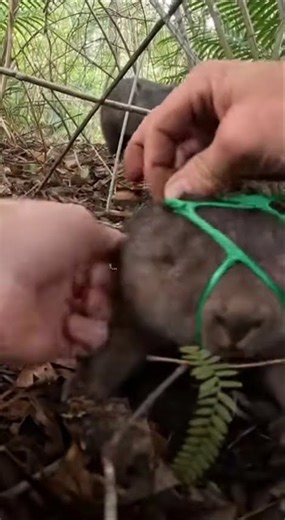 Mother Wombat Approaches During Joey Net Rescue
