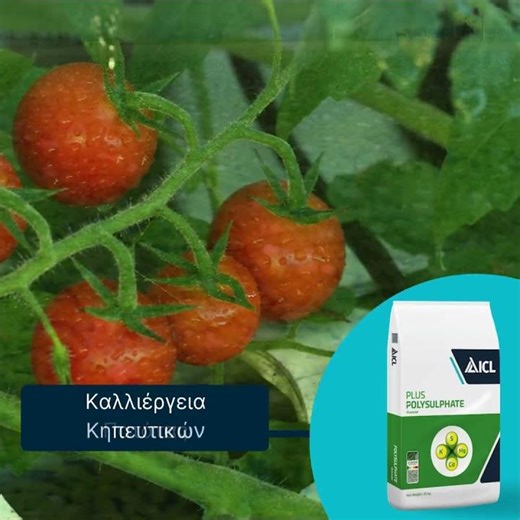 Polysulphate® Granular: Το κορυφαίο ορυκτό/λίπασμα με 4 ζωτικής σημασίας θρεπτικά στοιχεία