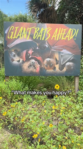 More VIP Private Tour dates have recently been added! Our batty residents are waiting for you to visit. Sign up for an experience of a lifetime! 🦇😊 During the 75-minute guided VIP Private Tour, you and your guests will get an exclusive up close interaction with our bats, while learning about the history, biology, and current issues that bats face today, all in a fun educational environment. Your tour experience includes, meeting several of our Education Ambassadors, meeting and kabob feeding o