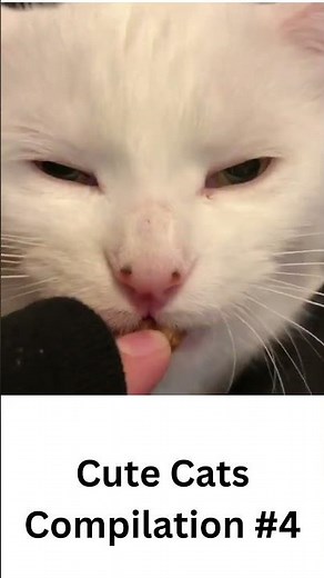 Cute Cats Compilation #4 #adorablecats
