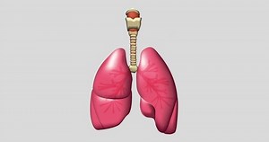 Human Anatomy Lung with Detail Motion Animation Video