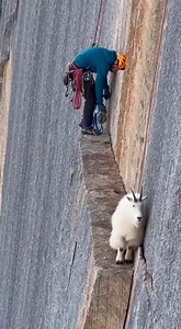 Stuck on a 100ft Cliff Ledge! 🐐 Mountain Goat Rescued by Climbers! | Animal Awareness AI