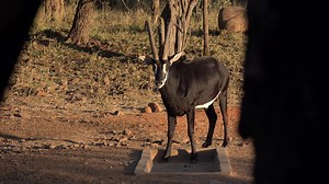 What an amazing Sable bull! Congratulations on your beautiful trophy! #Sable #adventure #perfectshot #bowhunting | Tom Miranda Hunting Safaris