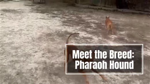🐾 Meet the Breed Monday: Pharaoh Hound 🐾 🐶 Personality: The Pharaoh Hound is an elegant, athletic breed known for being playful, affectionate, and a little mischievous. Bred as hunting sighthounds, they have sharp senses and a strong prey drive. Loyal and goofy at home, they’re polite but reserved with strangers. They can be vocal, spicy, and a bit stubborn—but often get along well with other dogs thanks to their group-hunting roots. 🎾 Activity Level: Pharaoh Hounds are energetic and love to