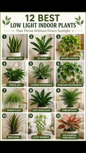 🌿 12 Best Low Light Indoor Plants That Thrive Without Direct Sunlight 🌿#homedecor #sunlight #plants