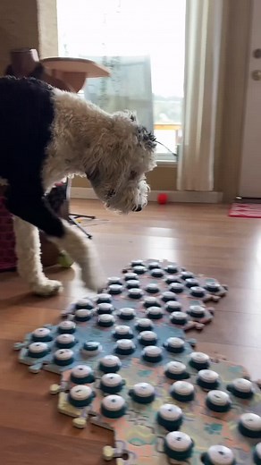 She’s exploring so much more since we took a week away from the buttons. #JustAddBriskZero #fypシ #talkingdog #bestfriend #smartdog