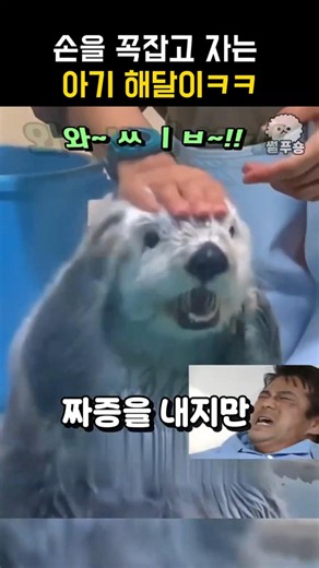 엄마손을 꼭잡고 자는 아기 해달이ㅋㅋ #동물 #해달