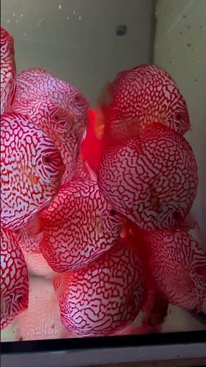 Discus Ricky Lim line Red Map