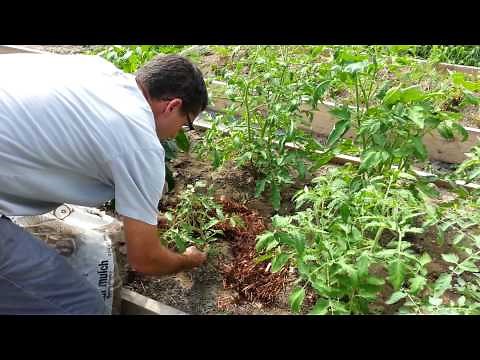 Mulching Tomato Beds: How To and Why To