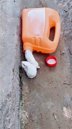 खरगोश डब्बे में घुसा दादी ने धोखे से डब्बे को नदी में फेंका🤯#shorts #rabbit #shortsfeed #shortsviral