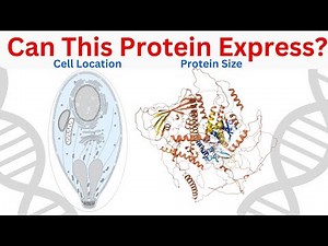 Choosing the Right Protein for Expression in a Vector