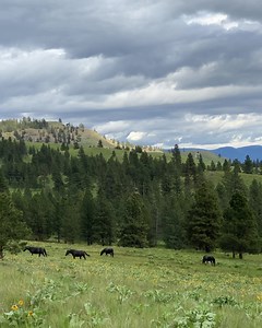 10K views · 780 reactions | Thinking of springtime on Wild Horse Island, the largest island on this massive lake. Less than 4 months to go till it’s lake cruising season again! #FlatheadLake #WildHorseIsland #Montana #WildHorses #IslandLife #MontanaMoment #FlatheadLakeAgent #FlatheadLakeRealEstate | Flathead Lake Montana | Facebook