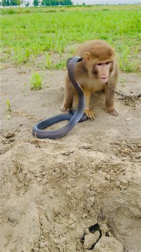 cobra nag attack in monkey 🐒