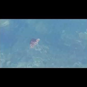 山口県防府市野島、野島港にて、クラゲ(Jellyfish)発見2#山口県 #防府市 #野島 #クラゲ #Jellyfish
