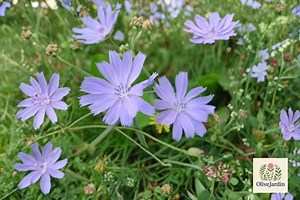 250 Chicory Seeds - Cichorium Intybus - Italian Dandelion - Non-gmo - Deer Plot Plant - Etsy