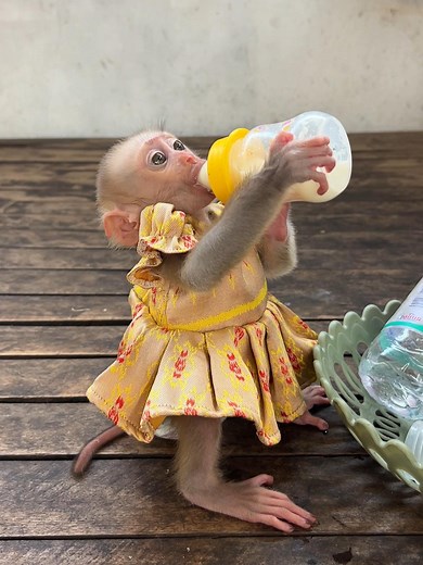 Intense Morning Milk Routine for a Healthy Start