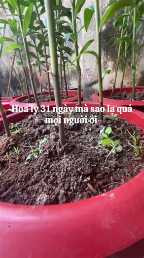 Hướng Dẫn Trồng Hoa Ly Đón Tết 2026