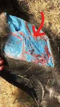 They Thought It Was A Normal Feral Pig Until They Cut It Open