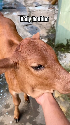 Daily routine of village aspirant