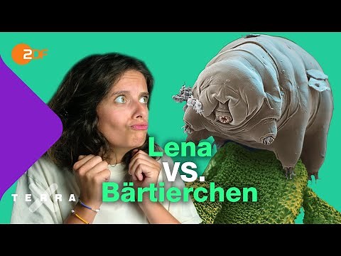 Diese Superkräfte hat das Bärtierchen | Terra X plus