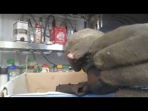 How to fit retaining ring (circlip without holes) snap ring to Ball Joints using $5 tool