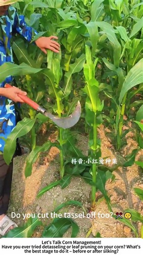 Corn Tassel & Leaf Trimming with a Sickle – Yield Boosting Trick 🌽✂️