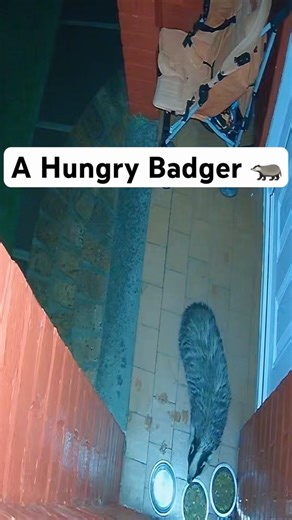 A Visit From A Hungry Badger #badgers
