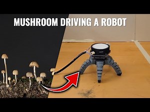 Fungi-controlled Robot : Evolution of Biohybrid Robotics