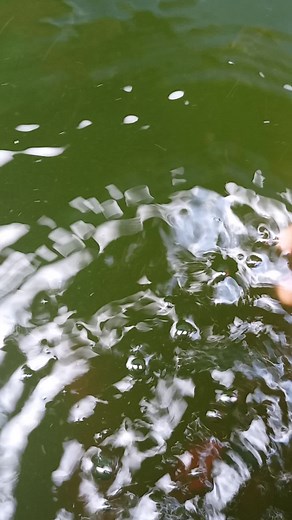 MT COLOR FISH BAGERHAT (@mtcolorfish)’s videos with