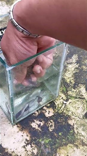 feeding snakehead fish #shorts