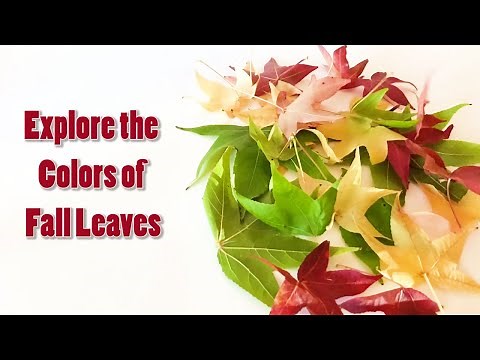 Leaf Chromatography: Explore the Colors of Fall | Science Project