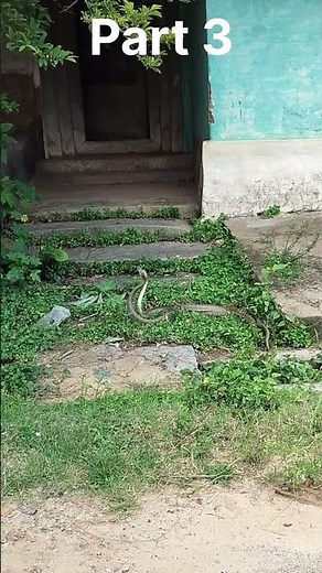 Snake Mating Part 3 | Rare Courtship & Reproduction Behavior Explained 🐍