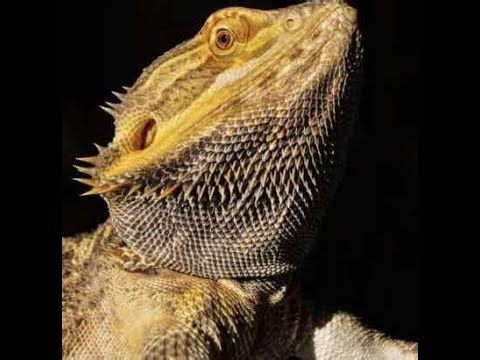 Undertale 3d boss battles d7 (fixed the thingy)(