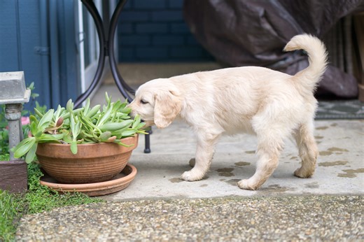 Where 'grounded' golden retriever puppy chooses to nap melts hearts