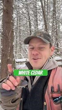 Why I was wrong about white cedar! (And what it has to do with deer, cliffs, and old-growth)