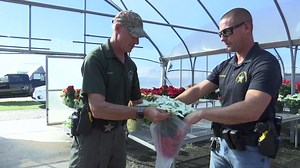 Manatee County inmates show off green thumbs with traditional Christmas plant
