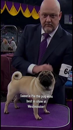 Sweetie Pie the pug wins best in show at Westminster Dog Show! #Sweetiepiethepug #westminsterdogshow #cutepugs #pugsoftiktok