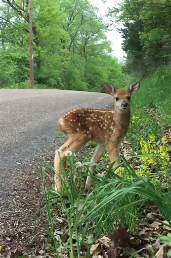 Adorable Baby Deer: Nature's Wildlife Photography